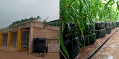 How “God’s direction” to a Ghanaian pastor to convert the roof of his house into farmland  works perfectly (video)