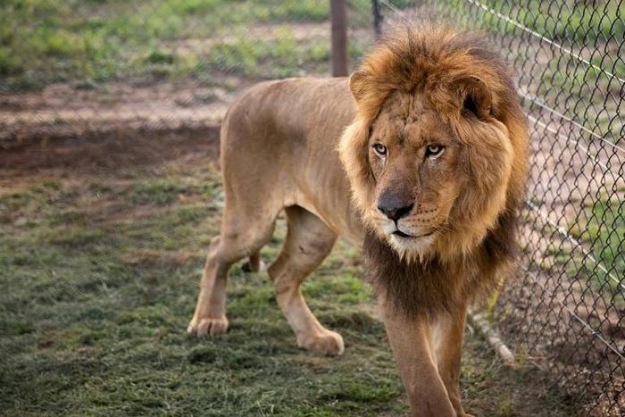 Lions are classified as a "vulnerable" species and their population dropped 43 percent between 1993 and 2014, with only around 20,000 alive today