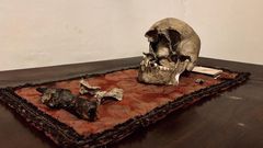 Here Lies the Skull of Pliny the Elder, Maybe