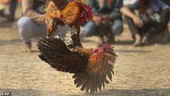 Man is killed by 'armed' chicken during a cockfight in India