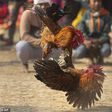 Man is killed by 'armed' chicken during a cockfight in India