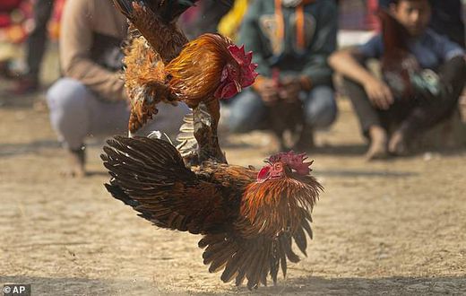 Man is killed by 'armed' chicken during a cockfight in India