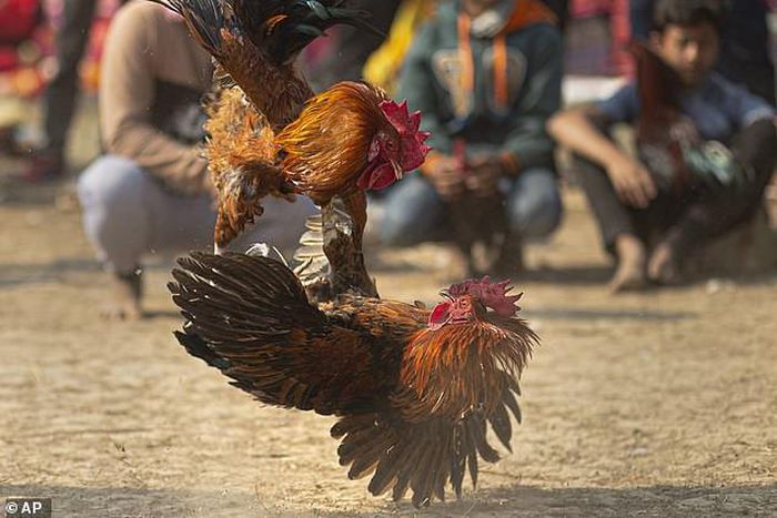 Man is killed by 'armed' chicken during a cockfight in India