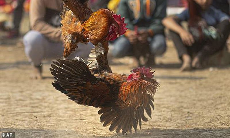 Man is killed by 'armed' chicken during a cockfight in India