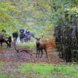 Le corps d'une femme, victime d'une attaque de chiens, a été retrouvé samedi dans une forêt de l'Aisne, où elle était partie promener au moins l'un des siens et dans laquelle se tenait au même moment une chasse à courre (photo d'illustration)