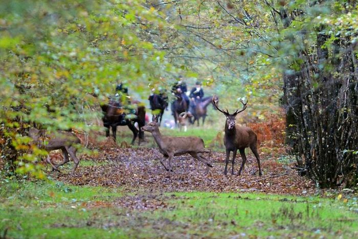 Le corps d'une femme, victime d'une attaque de chiens, a été retrouvé samedi dans une forêt de l'Aisne, où elle était partie promener au moins l'un des siens et dans laquelle se tenait au même moment une chasse à courre (photo d'illustration)