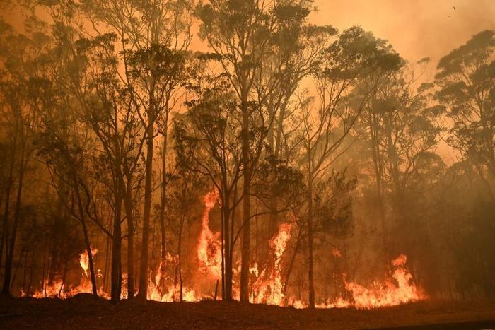 Australia's bushfires have swept through an area larger than Portugal