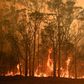 Australia's bushfires have swept through an area larger than Portugal