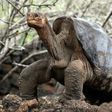 Lonely George, the last giant tortoise of the Pinta species, is seen at Galapagos National Park on Santa Cruz Island in June 2006
