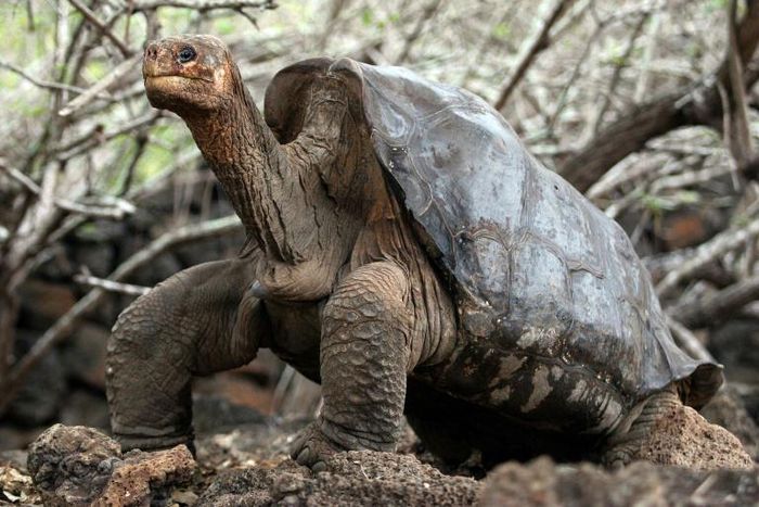 Lonely George, the last giant tortoise of the Pinta species, is seen at Galapagos National Park on Santa Cruz Island in June 2006
