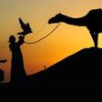 An Emirati falconer releases a falcon while on a hunting trip by Al-Marzoom Hunting Association at Al-Marzoom Falconry Reserve