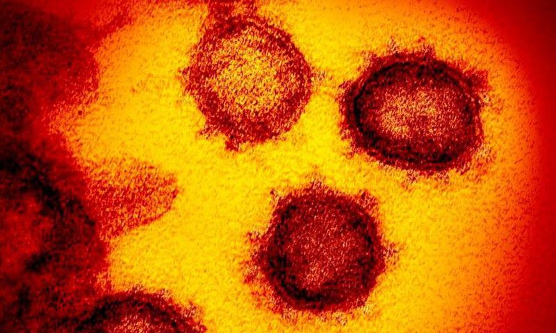 How Coronavirus Actually Behaves Inside Your Body