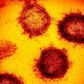How Coronavirus Actually Behaves Inside Your Body