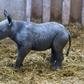 The black rhinoceros is classified as critically endangered