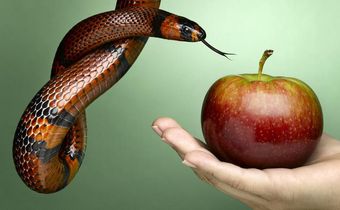 7 Red Flags It's Probably a Nutrition Scam