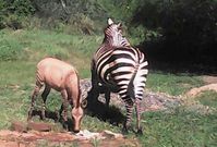 Zebra gives birth to Zonkey after mating with a donkey (photos)