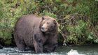 Hibernation Works for Bears. Could It Work for Us, Too?