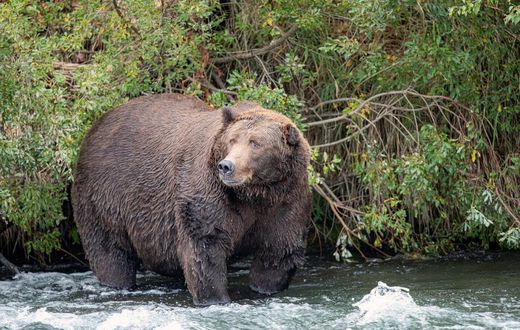 Hibernation Works for Bears. Could It Work for Us, Too?