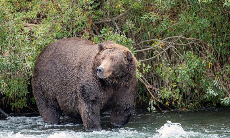 Hibernation Works for Bears. Could It Work for Us, Too?