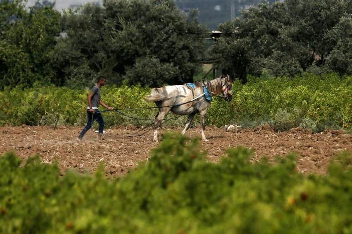Palestinian farmers say Israel sprayed their lands with strong pesticides for four years, scorching their crops, but stopped this spring allowing their harvests to grow back