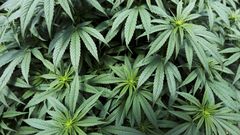 FILE PHOTO: Cannabis plants are seen inside a greenhouse of the Clever Leaves company in Pesca, Colombia October 2, 2019. REUTERS/Luisa Gonzalez