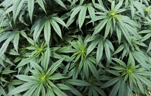 FILE PHOTO: Cannabis plants are seen inside a greenhouse of the Clever Leaves company in Pesca, Colombia October 2, 2019. REUTERS/Luisa Gonzalez