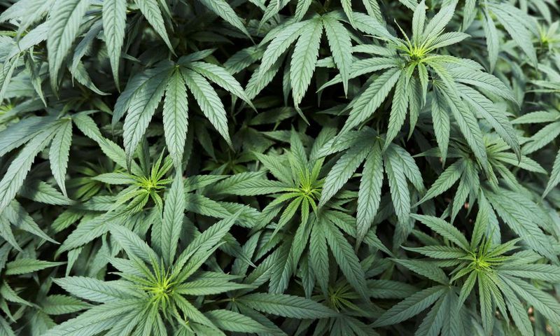 FILE PHOTO: Cannabis plants are seen inside a greenhouse of the Clever Leaves company in Pesca, Colombia October 2, 2019. REUTERS/Luisa Gonzalez
