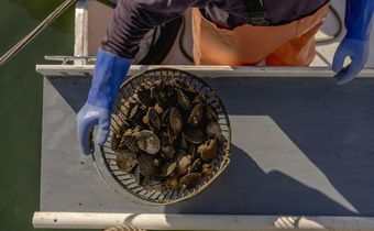 Nightmare in Peconic Bay