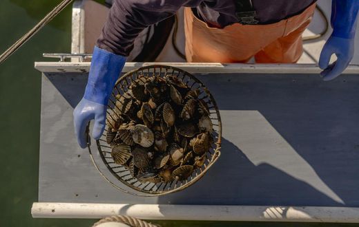 Nightmare in Peconic Bay