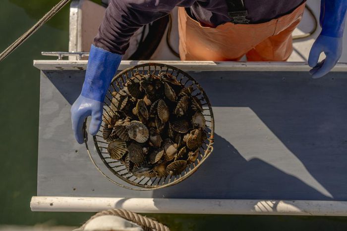 Nightmare in Peconic Bay