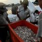 Aung Gyi is forced to fish covertly under the shroud of night in western Myanmar waters -- China may be trying to transform the strategically key region into a shipping and industrial hub -- but locals and activists fear they are being left out of the ...