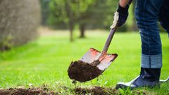 Dr. Pimple Popper Digs for Back Blackheads