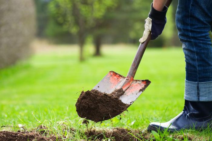 Dr. Pimple Popper Digs for Back Blackheads