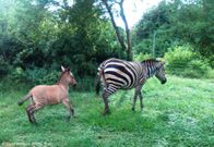 Zebra gives birth to Zonkey after mating with a donkey (photos)