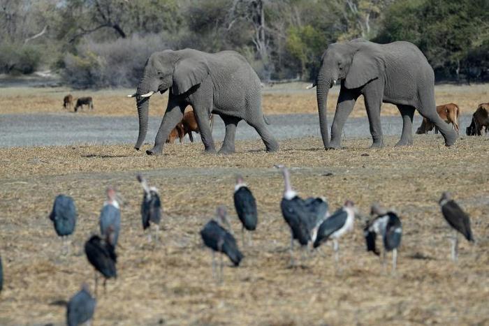 Protection row: Botswana has introduced new rules enabling elephants to be hunted legally