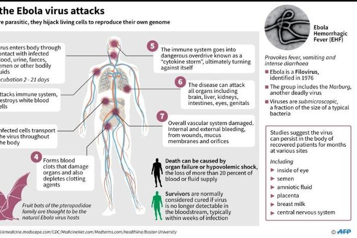 Factfile on how the Ebola virus attacks.