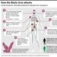 Factfile on how the Ebola virus attacks.