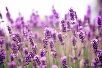 The 10 Best Edible Flowers To Decorate Your Food, According To A Nutritionist
