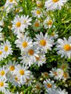 The 10 Best Edible Flowers To Decorate Your Food, According To A Nutritionist