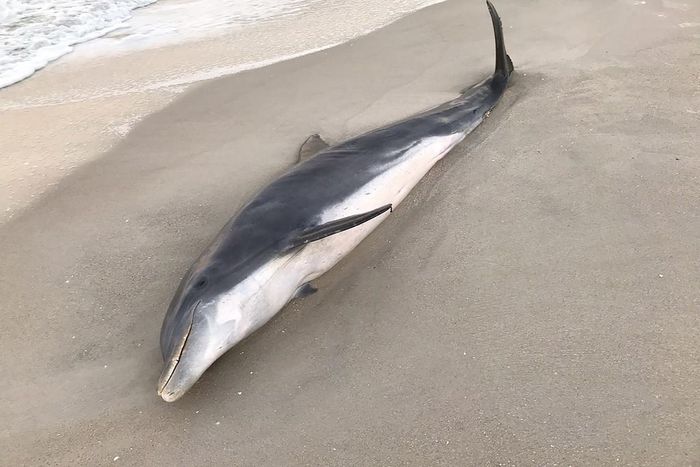 Finding Dolphins Shot and Stabbed, Authorities Offer $20,000 for Help