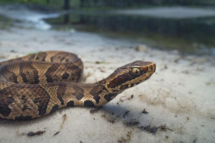 Dr. P Celebrates The New Year With So Many Pops