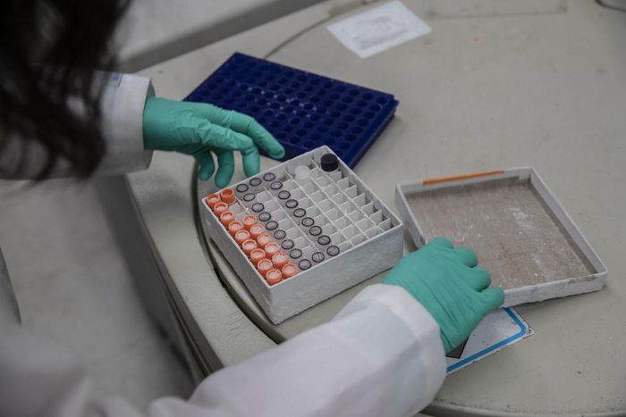 Most New York Coronavirus Cases Came From Europe, Genomes Show