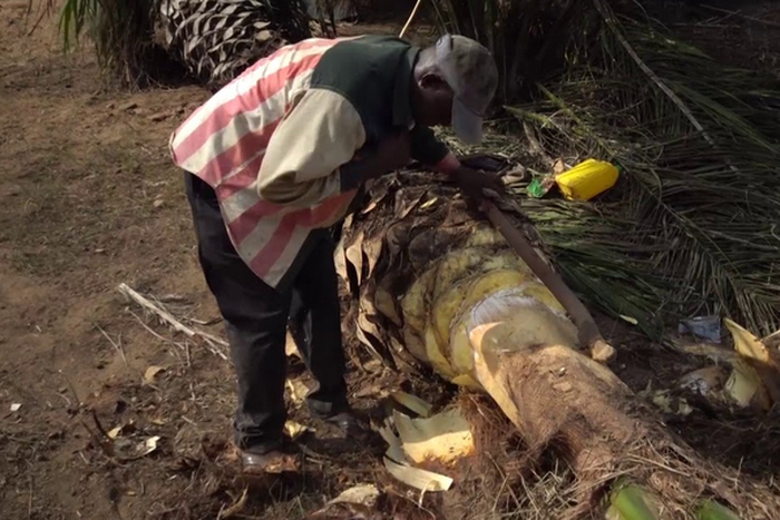 Palmwine tapper’s wife gives birth to triplets (photos)