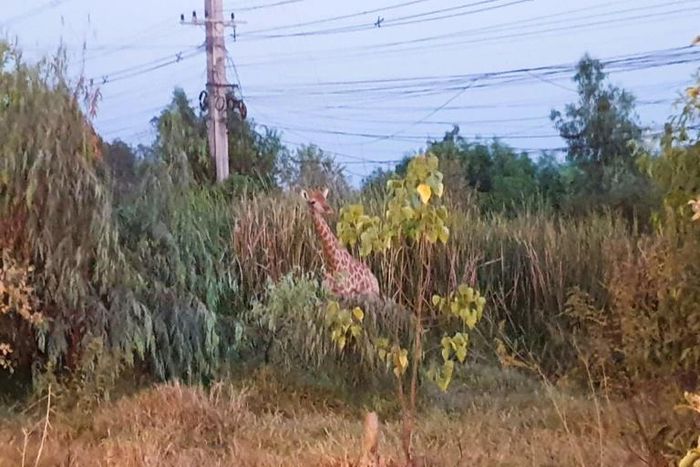 Two giraffes made the daring bid for freedom from the back of a poorly secured container truck