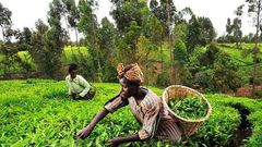 Go into farming; it’s very lucrative – MP urges Ghanaians