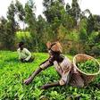 Go into farming; it’s very lucrative – MP urges Ghanaians