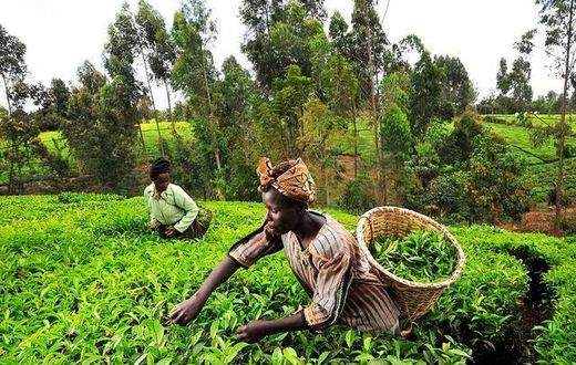 Go into farming; it’s very lucrative – MP urges Ghanaians