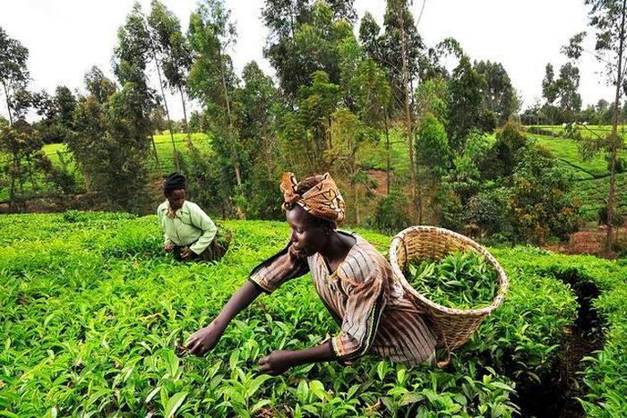 Go into farming; it’s very lucrative – MP urges Ghanaians