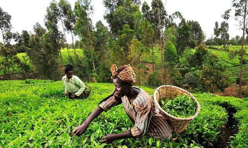Go into farming; it’s very lucrative – MP urges Ghanaians
