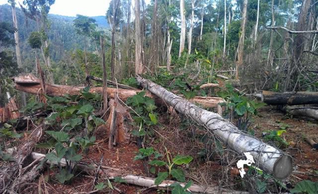 Atewa forest